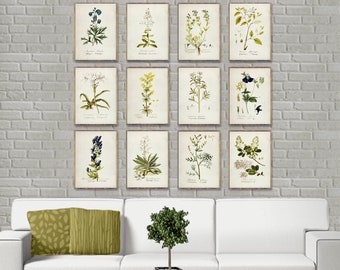 May include: A set of twelve botanical prints featuring various flowers and plants. The prints are framed in white and have a vintage aesthetic.