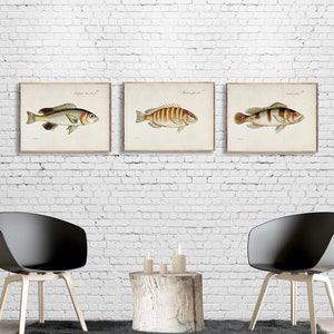 Set of 3 poster Vintage Fish, Marine life artwork, Vintage Fish Illustration Prints, Fish Watercolor, Fish posters, fishing lover [44a46]