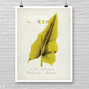 BOTANICAL poster, Vintage Botanical Art, Watercolor Botanical, Botanical wall art, Botanical wall decor, minimalist botanical home decor [59