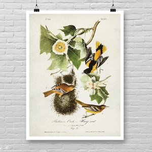 BALTIMORE ORIOLE Bird print, Vintage Birds of America illustration, Baltimore Oriole poster, Vintage Ornithology, James Audubon art print [4