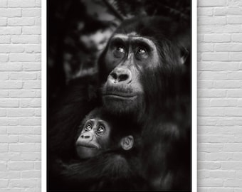 Puede incluir: Una fotografía en blanco y negro de una madre gorila y su bebé. La madre está mirando hacia arriba y el bebé está mirando a la cámara.