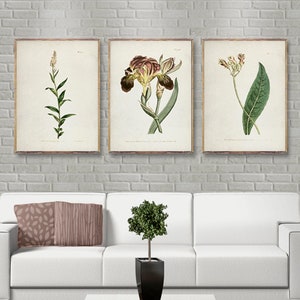 Vintage Botanical 3 prints set, Purple Vintage botanical prints, Vintage Flower posters, Botanical wall decor, Botanical posters [16-16b-17]