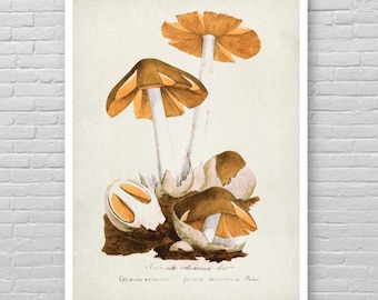 May include: A vintage botanical illustration of mushrooms with brown caps and yellow gills. The mushrooms are depicted in a watercolor style on a white background. The text "Amanita rubescens Eat" is written below the mushrooms.