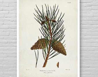 WILD PINE print, Tree art poster, Scotch Fir print, Botanical wild Pine Vintage Art, Tree Artwork print, Nature and zen wall art decor [5]