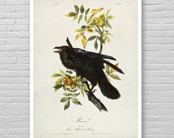 RAVEN Bird print, Vintage Bird illustration, James Audubon art print, Raven drawing poster, Vintage Ornithology, Vintage Bird of America [7]
