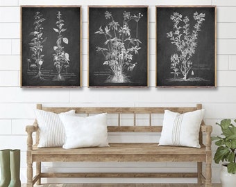 Vintage Botanical 3 print set, Minimalist botanical art prints, Flower drawing poster, Botanical Plant, Vintage Botanical wall decor [BW1a3]