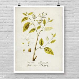 BOTANICAL poster, Vintage Botanical Art, Watercolor Botanical, Botanical wall art, Botanical wall decor, minimalist botanical home decor [62