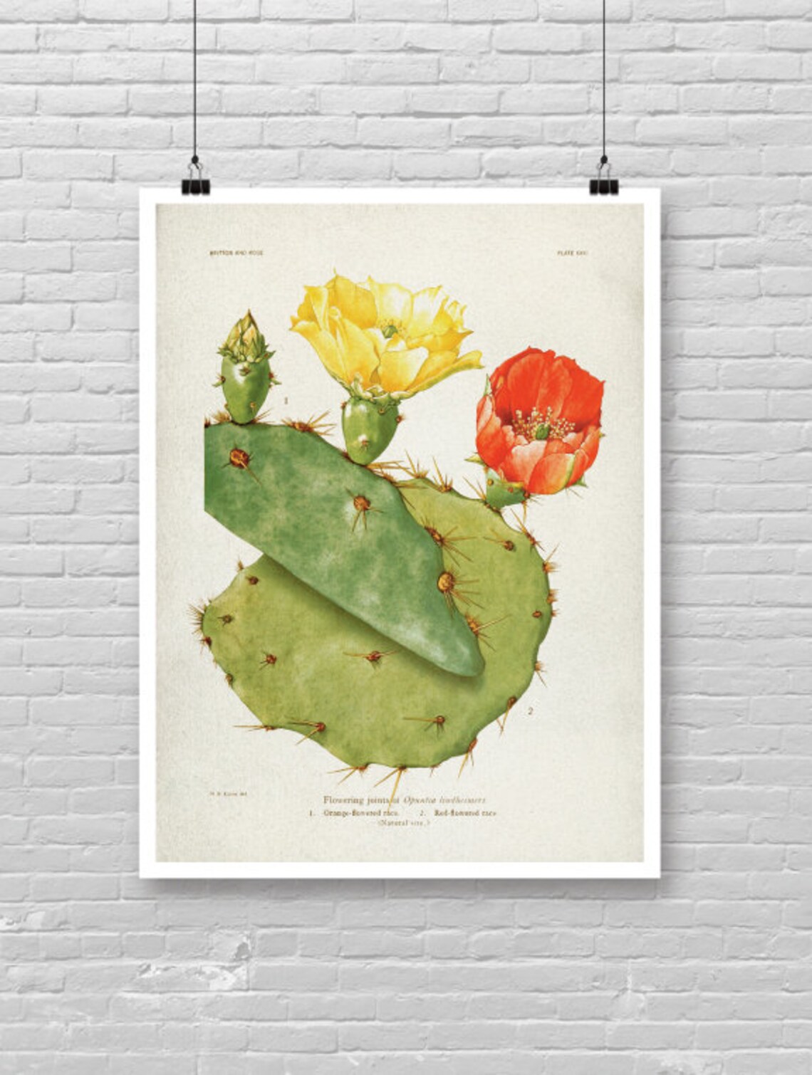 Vintage CACTUS Art Poster Cactus Poster Vintage Cactus Art Etsy
