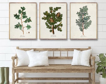 CEDARS Tree prints SET of 3, White cedar, Red Cedar, Lebanon Cedar, Botanical Vintage Art, Arboretum Artwork, Botanical Vintage Watercolor