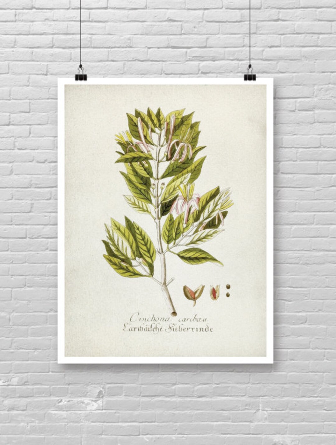 Tableau Botanique Vintage Encadré - Prêt à Accrocher - Formats A2, A3, A4 - Décoration Murale