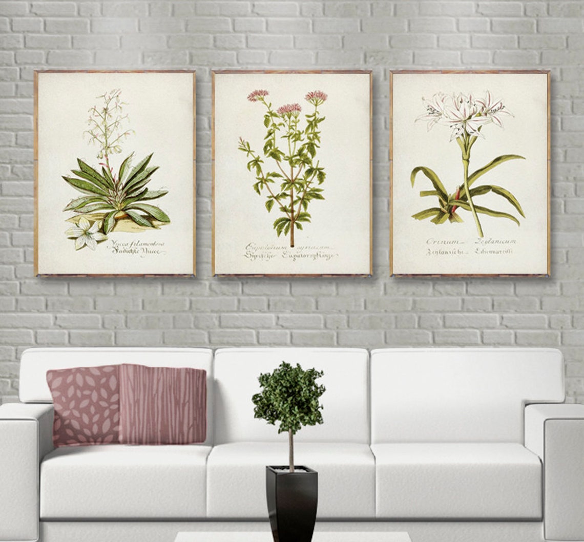 Vintage Botanical 3 Prints Set Coral Vintage Botanical - Etsy