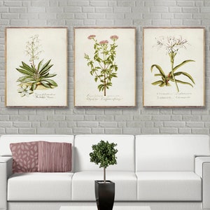 ensemble de 3 impressions botaniques vintage, impressions botaniques vintage corail, affiche de fleurs vintage, décoration murale botanique, aquarelle botanique [31-33-35]