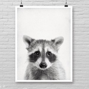 Stampa con cucciolo di procione, poster fotografico con cucciolo di procione, stampa con tema animali della foresta, poster con volto di cucciolo di procione, decorazione da parete con cucciolo di animale della foresta