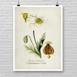 impression botanique vintage, affiche botanique d'art aquarelle, impression de dessin botanique, décor de ferme art mural botanique, décor botanique [26]