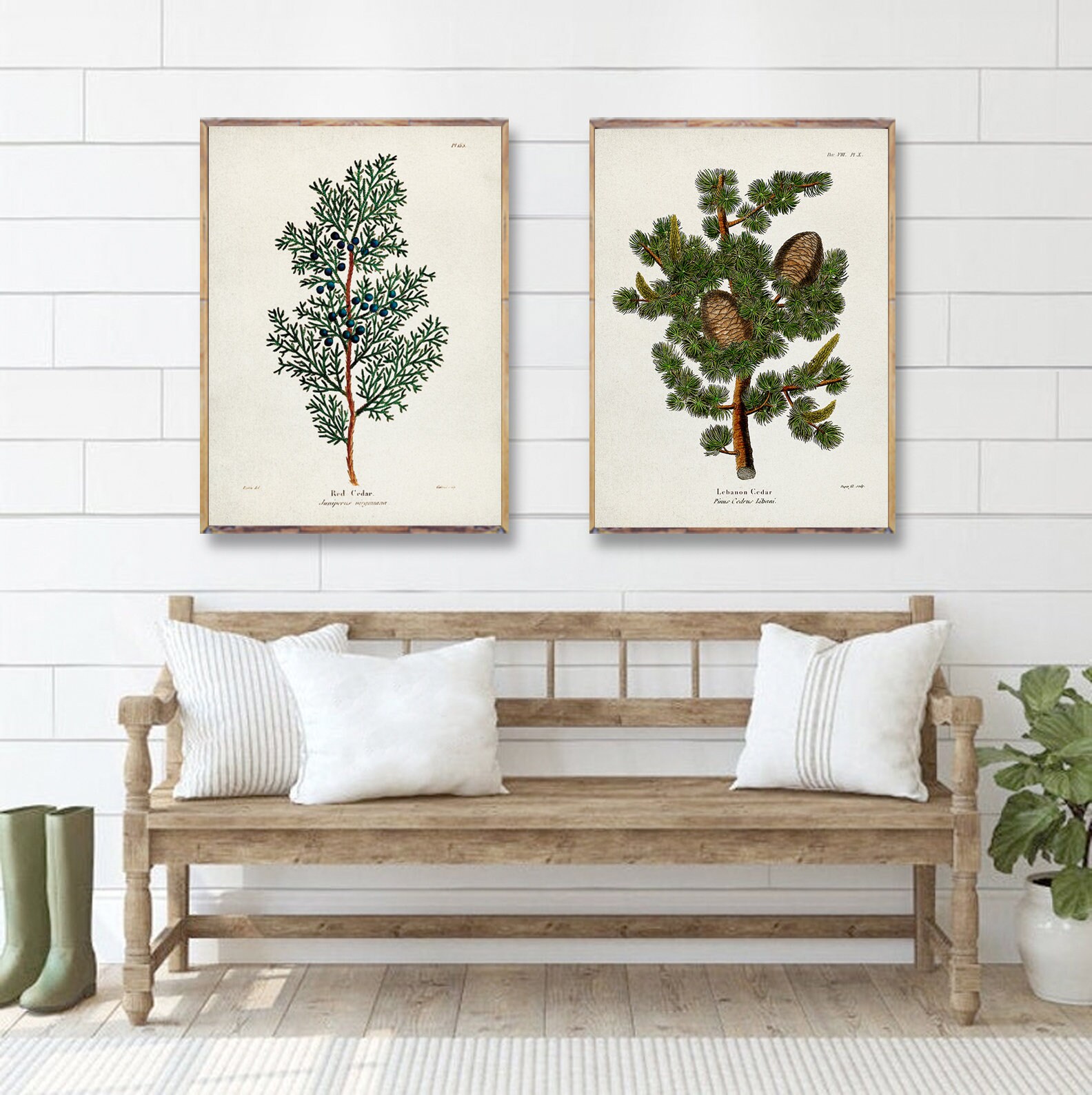 CEDARS tree duo SET prints, Red Cedar and Lebanon Cedar, Red Cedar Botanical Vintage Art, Arboretum Artwork, Botanical Vintage Illustration