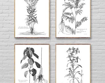 Botanical 4 print set, Vintage Flower drawing poster, Minimalist botanical art prints, Botanical Plant posters, Vintage Botanical wall decor