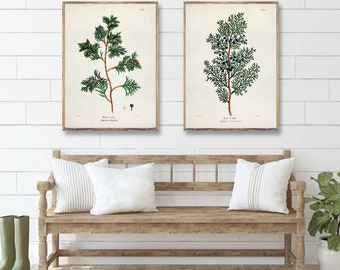 CEDARS duo thuja prints Tree art posters, White cedar Red Cedar Botanical Vintage Art, Arboretum Artwork, Botanical Vintage Watercolor [1-2]