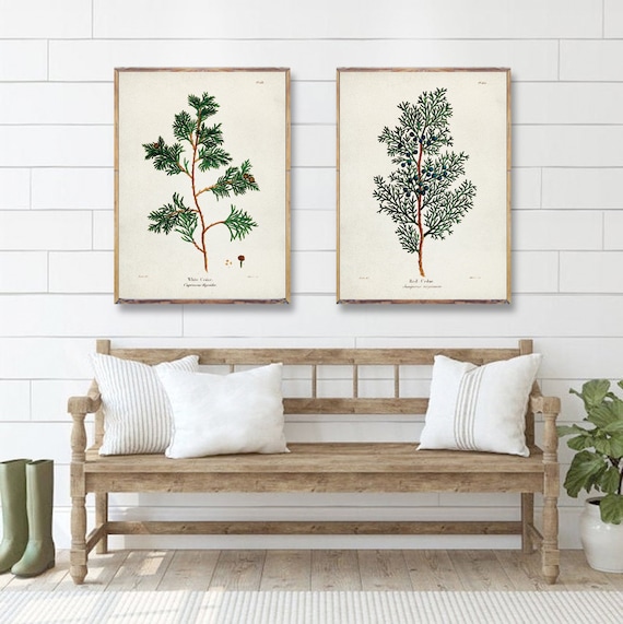 ZEDERN duo Thuja druckt Baum Art Posters, Weie Zeder Rote Zeder Botanische  Vintage Kunst, Arboretum Grafik, botanische Vintage Aquarell [1-2] - Etsy.de