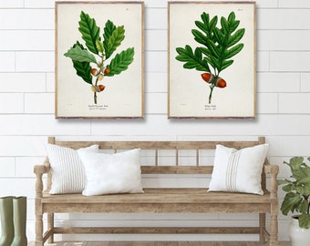 OAK TREES duo prints, Tree art posters, Vintage Chestnut Oak Art print, White Oak poster, vintage hardwood Artwork, Tree Wall decor [7-8]