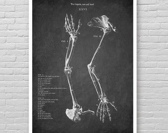 Anatomy poster, Arm and hand bones print, Anatomy drawing art print, Skeleton detail chart poster, Anatomical Skeleton print, Medical poster
