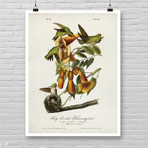 Può includere: Una stampa vintage di un colibrì golarubino, con diversi colibrì in volo attorno a fiori arancioni e gialli. La stampa include il testo "Ruby-throated Hummingbird" e altri dettagli botanici. L'opera d'arte è presentata su sfondo bianco.