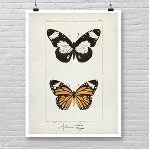 Impresión de ilustración vintage de MARIPOSA, impresiones de arte de Monarca, póster de arte de pared de mariposa, impresión de arte de pared de mariposa, arte de acuarela de mariposa [19]