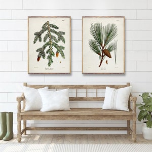 TREES duo prints, Tree art posters, Spruce poster, Yellow Pine Botanical Vintage print, vintage Coniferous Artwork, Tree watercolor prints