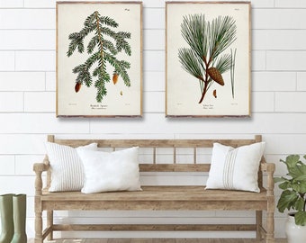 TREES duo prints, Tree art posters, Spruce poster, Yellow Pine Botanical Vintage print, vintage Coniferous Artwork, Tree watercolor prints