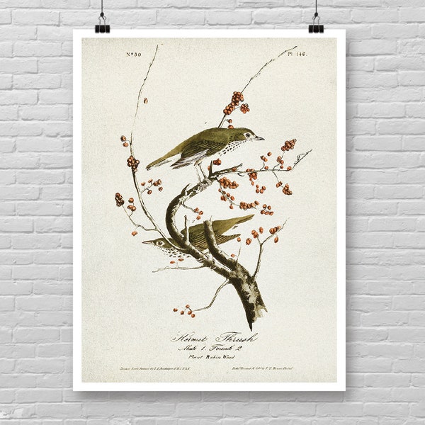 Hermit Thrush Bird print, Vintage Hermit Thrush Bird poster, Vintage Ornithology art, James Audubon art print, Vintage Bird of America [12]