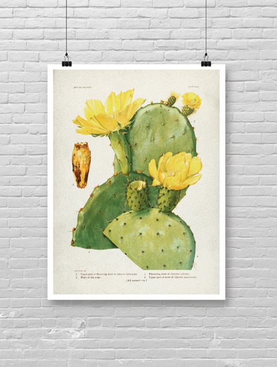 Kaktus Kunstdruck, Kaktus Poster Kunst, Vintage Kaktus Kunst, Tropisches Kaktus  Plakat, Kaktus Thema Wanddekor, Kaktus Illustration Aquarell [16 - Etsy.de
