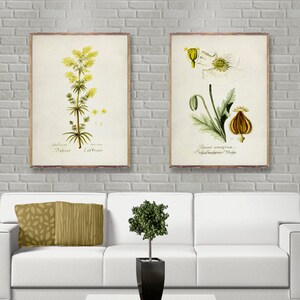 Vintage BOTANICAL 2 poster set, Vintage botanical prints, Minimalist Flower posters, Botanical wall art decor, Botanical watercolor [22 b-26