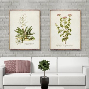 BOTANICAL Vintage 2 poster set, Coral Vintage botanical prints, Minimalist Flower posters, Botanical wall decor, Botanical watercolor [31-33