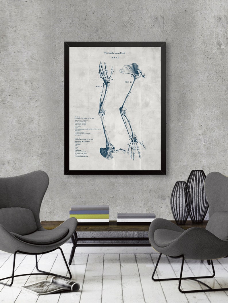 Anatomy Set of 3 Posters, Bones of the Trunk Poster, Spine Drawing Art ...
