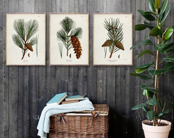 PINES trio prints, Vintage Tree art posters, Vintage Botanical Trees, White Pine poster, Wild Pine print, Yellow Pine wall art trend