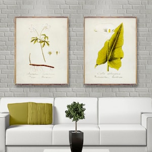 Ensemble de 2 affiches BOTANICAL vintage, estampes botaniques vintage, affiches minimalistes de fleurs blanches, décoration murale botanique, aquarelle botanique [58-59