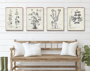 Vintage Botanical 4 print set, Minimalist botanical art prints, Flower drawing poster, Botanical Plant prints, Vintage Botanical wall decor