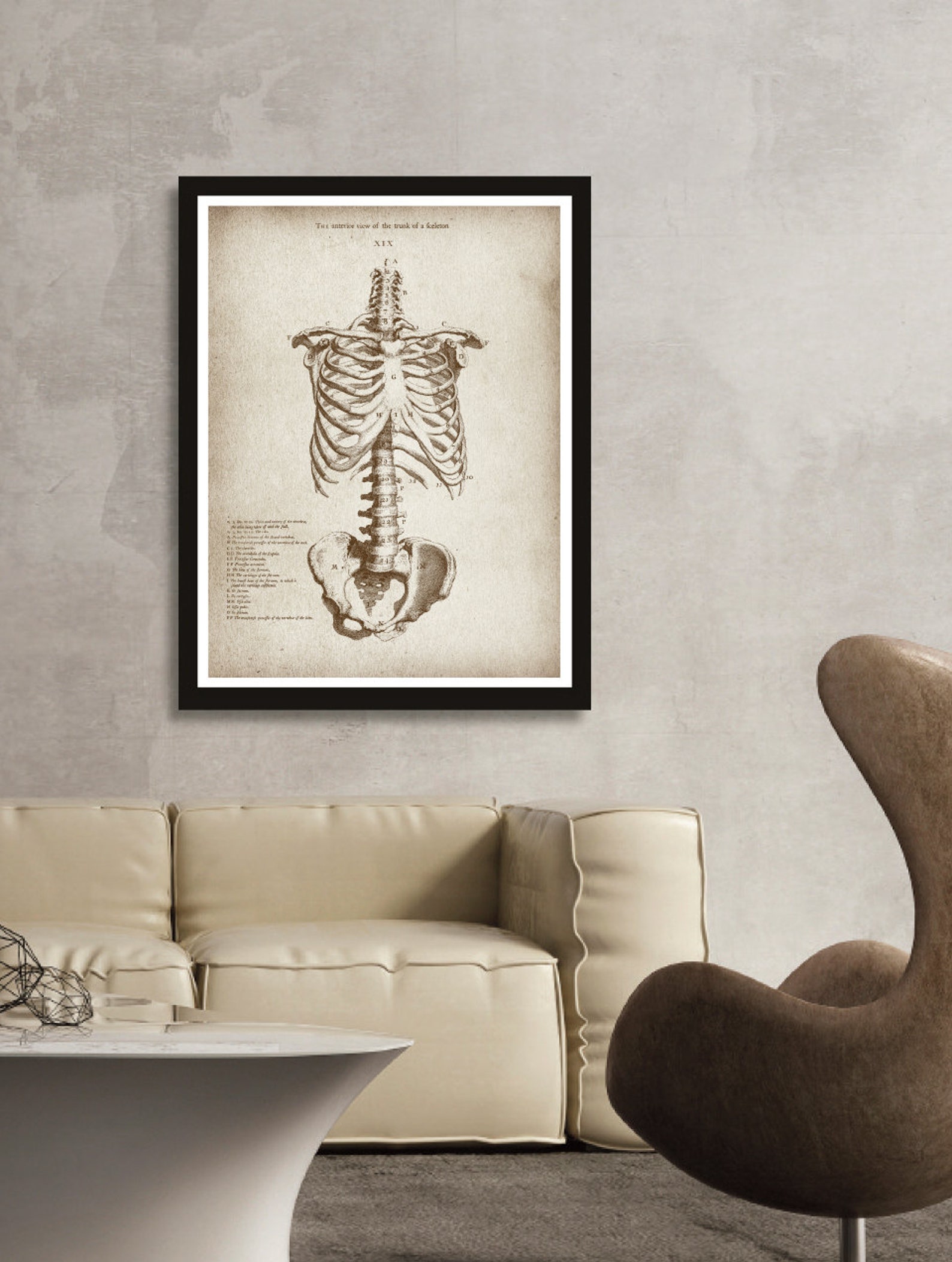 Anatomy Set of 3 Posters, Bones of the Trunk Poster, Spine Drawing Art ...