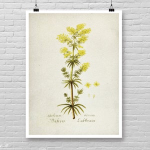 Impression botanique jaune, art botanique jaune vintage, impression botanique aquarelle, décor de ferme art mural botanique, décor botanique [22 b]