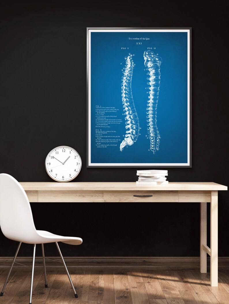 Anatomy Set of 3 Posters, Bones of the Trunk Poster, Spine Drawing Art ...