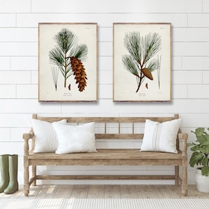 TREES duo prints, Tree art posters, White Pine, Yellow Pine Botanical Vintage Art, vintage Coniferous Artwork, Tree Watercolor prints [4-6]