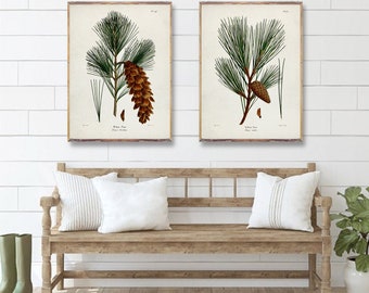 TREES duo prints, Tree art posters, White Pine, Yellow Pine Botanical Vintage Art, vintage Coniferous Artwork, Tree Watercolor prints [4-6]