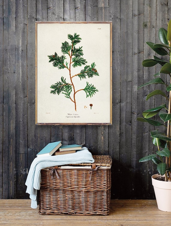 ZEDER Thuja Druck, Baum Kunstplakat, Druck der weien Zeder, botanische  weie Zeder Vintage Kunst, Arboretum Kunstwerk, botanisches Vintage  Aquarell [1 - Etsy.de
