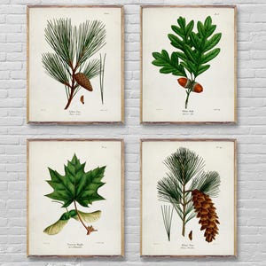 May include: Four framed botanical prints featuring detailed illustrations of plant life. The prints depict a pine branch with a cone, oak leaves with acorns, a maple leaf with seeds, and another pine branch with a cone. The prints are in a vintage style.