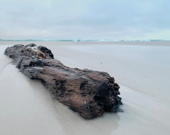 Driftwood, 30A Art, Seaside Florida, Grayton Beach, Digital Photography