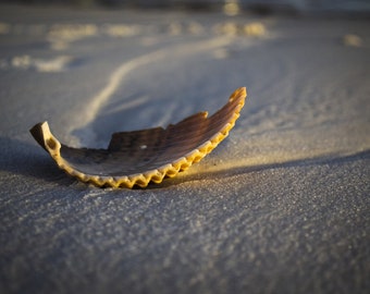 Seashell, Beach, Sunrise, Nautical, Beach Decor, 30A, Seaside Florida, Digital Download