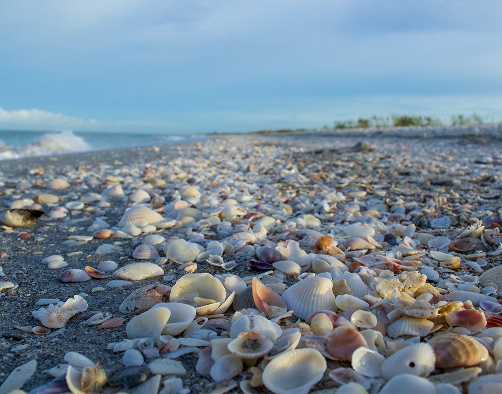 Seashell Wall Art Digital Download | Sanibel Island Beach