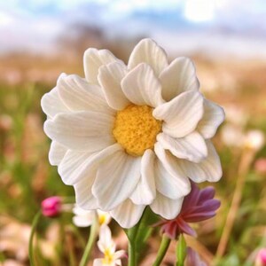 May include: A single white daisy with a yellow center, in focus, surrounded by other flowers in a field.