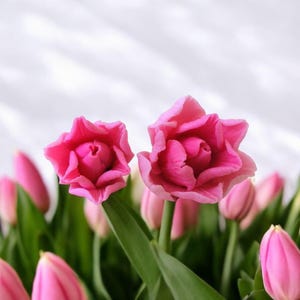 Peut inclure: Un bouquet de tulipes roses avec des tiges et des feuilles vertes. Les tulipes sont à différents stades de floraison, certaines étant complètement ouvertes et d'autres encore fermées.