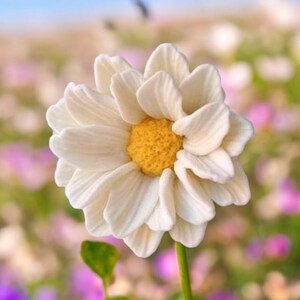 May include: A single white daisy with a yellow center, in focus, against a blurred background of other flowers.