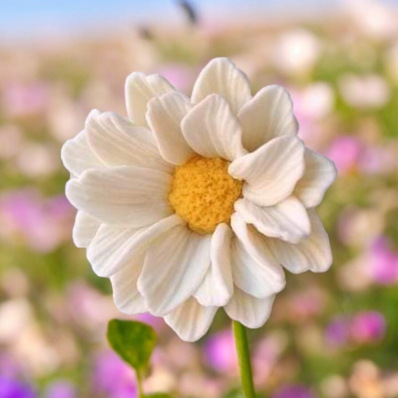 May include: A single white daisy with a yellow center, in focus, against a blurred background of other flowers.